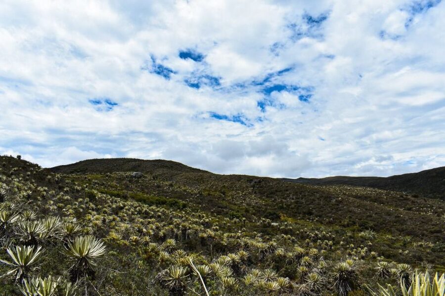 Bogotá: Sumapaz National Park Hike Tour - Flora, frailejones, and water wells: the páramo you can recognize