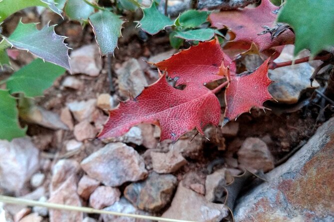 Bryce Canyon Hiking Challenge - What Your Guide Will Teach Along the Way