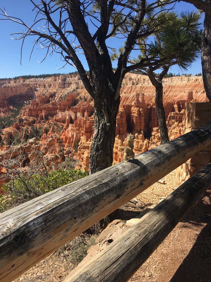 Bryce Canyon National Park: Guided E-Bike Tour - Who should book this (and who shouldn’t)