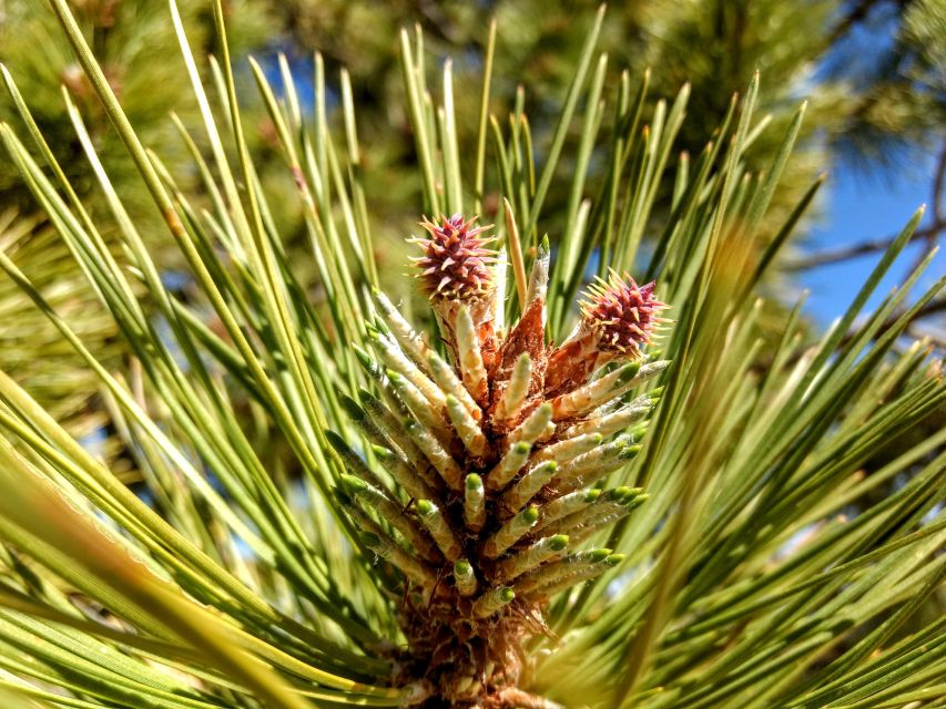 Bryce: Guided Sightseeing Tour of Bryce Canyon National Park - Practical Tips Before You Go