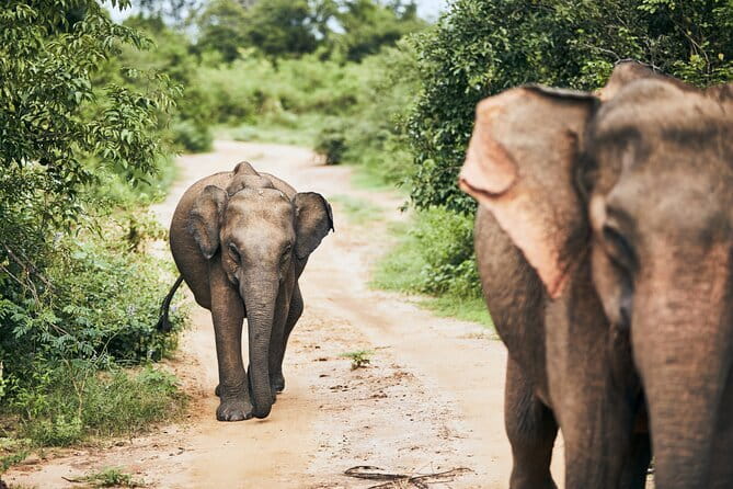 Bundala National Park by Ajith Safari - Key things I’d note before you go