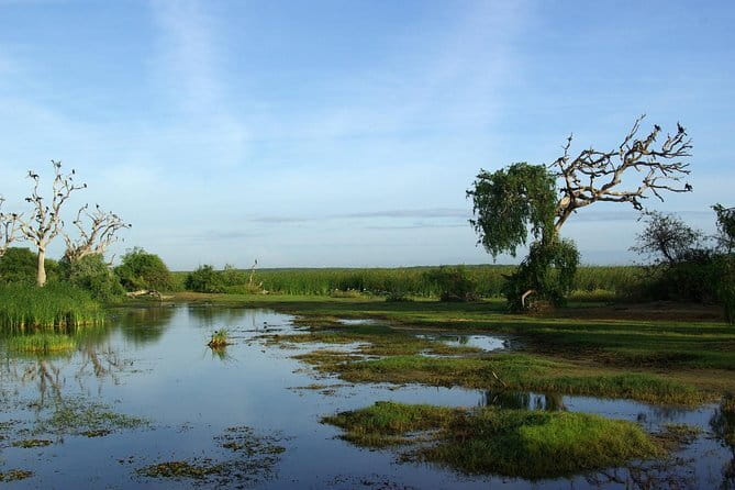 Bundala National Park by Ajith Safari - Ajith Safari pickup and the 5 a.m. start that shapes your whole day