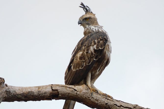 Bundala National Park by Ajith Safari - The second game drive: why you get a better chance after the first pass