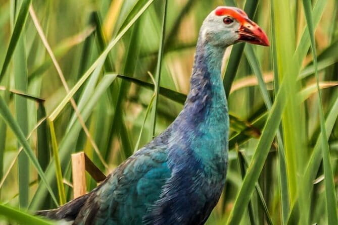 Bundala National Park by Ajith Safari - Evening safari option and full-day choices: what changes
