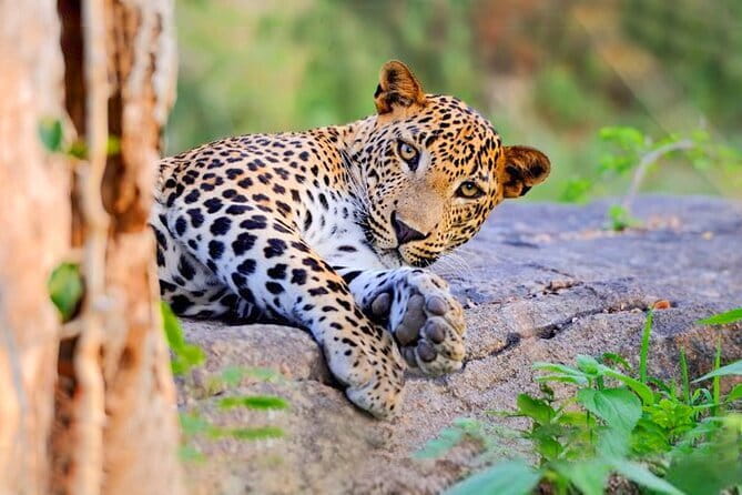 Bundala National Park by Ajith Safari - Vehicle comfort and the value of small-group guiding