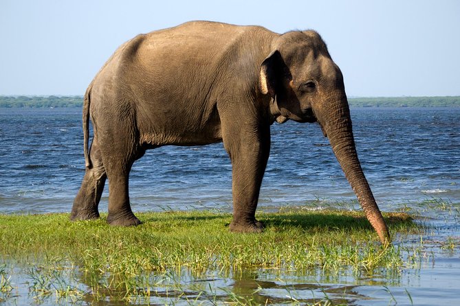 Bundala National Park Safari - Wildlife odds: elephants, crocodiles, flamingos, and the fun surprises