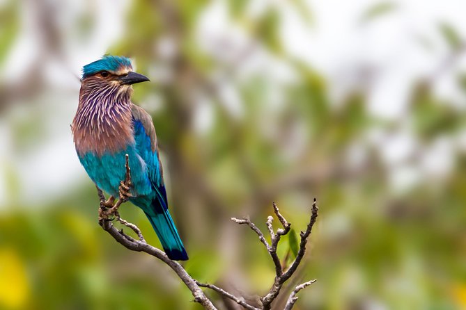 Bundala National Park Safari - Your guide matters: how guides like Sakun and Yasanka change the day