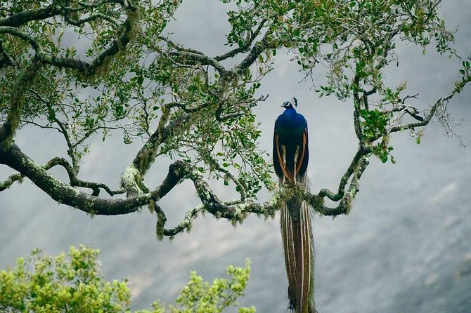 Bundala National Park Safari - Food plan: keep your energy up without overthinking it
