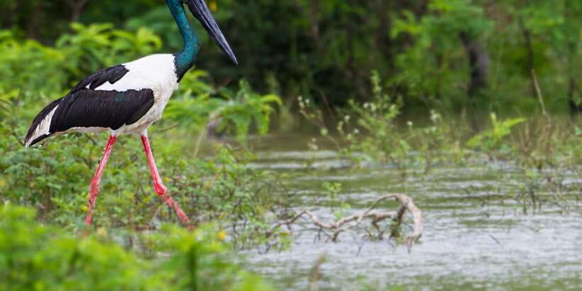Bundala National Park Safari - Birding Paradise Tour - Key highlights at a glance