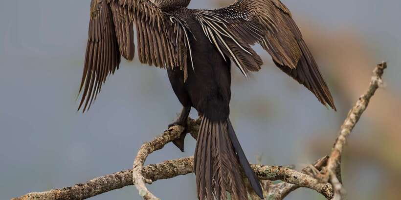 Bundala National Park Safari - Birding Paradise Tour - FAQ