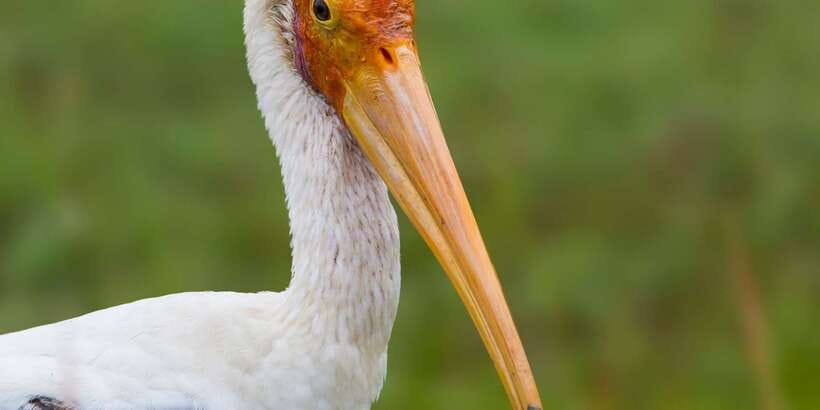 Bundala National Park Safari - Birding Paradise Tour - Getting there: pickup around Tissamaharama/Weerawila or the gate