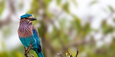 Bundala National Park Safari - Birding Paradise Tour - Golden hours and how the 3-hour timing works