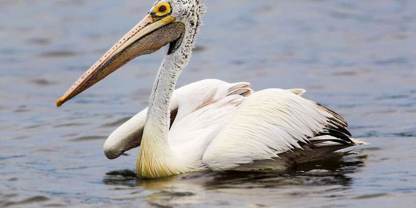 Bundala National Park Safari - Birding Paradise Tour - Inside the safari jeep: habitats you’ll ride through
