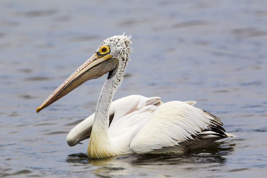Bundala National Park Safari - Birding Paradise Tour - Should you book the Bundala Birding Paradise safari?