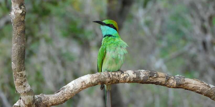 Bundala National Park Safari (PRIVATE TOURS) - Practical tips so you get the most from your Bundala drive
