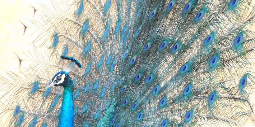 Bundala National Park Safari (PRIVATE TOURS) - Why Bundala National Park is a different kind of safari in Sri Lanka