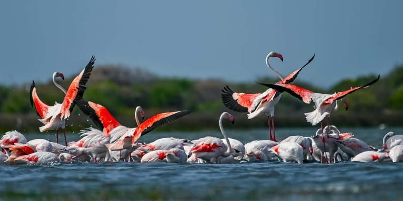 Bundala National Park Safari (PRIVATE TOURS) - What you can realistically spot: birds first, then the rest of the food chain