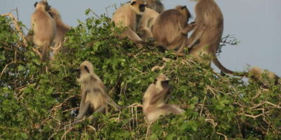 Bundala National Park Safari (PRIVATE TOURS) - Your 5-hour plan: how the day flows (pickup, safari drive, drop-off)