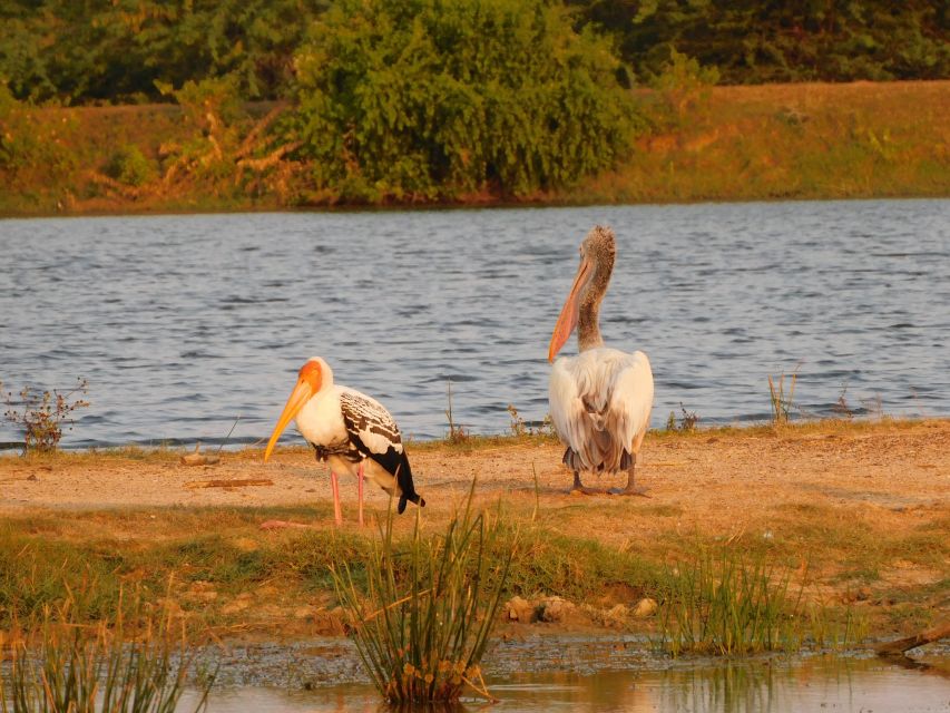 Bundala National Park Safari (PRIVATE TOURS) - Elephants in Bundala: seasonal odds and what the sightings feel like