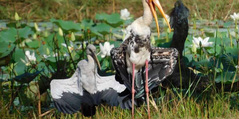 Bundala National Park Safari (PRIVATE TOURS) - Why the guide matters: how birding-level spotting changes everything