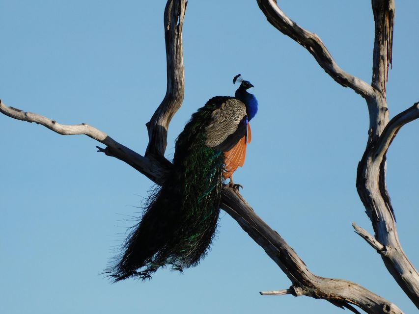 Bundala National Park Safari (PRIVATE TOURS) - Coast-side stops and sunset energy: a nice extra if timing works