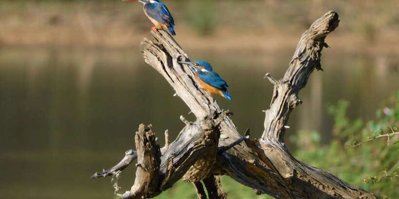 Bundala National Park Safari (PRIVATE TOURS) - Price and value: what $36 includes, and what you’ll pay extra