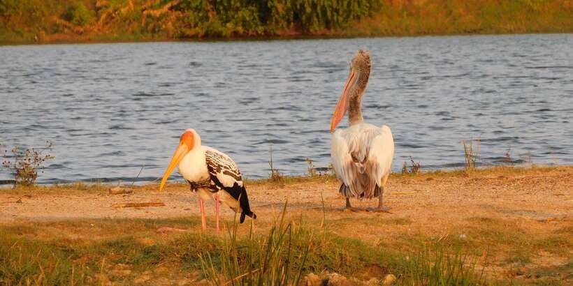 Bundala National Park Safari (PRIVATE TOURS) - Who this safari is best for (and who might want a different plan)