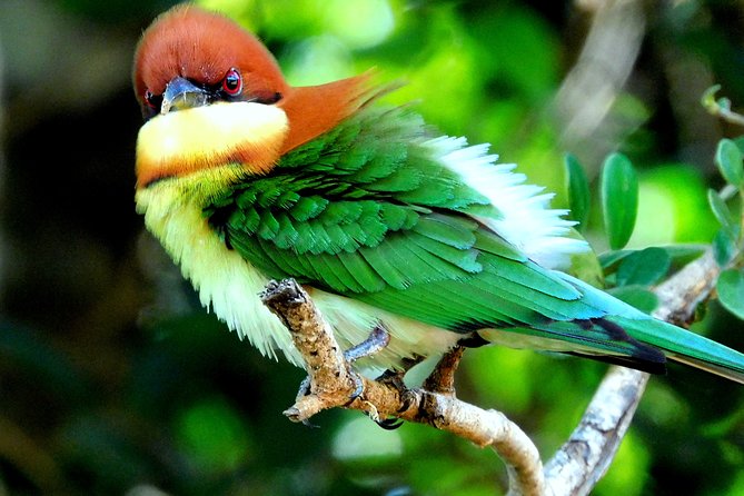 Bundala National Park Safari (PRIVATE TOURS)- Morning & Afternoon - Bundala in a nutshell: why this safari works for real birdwatching