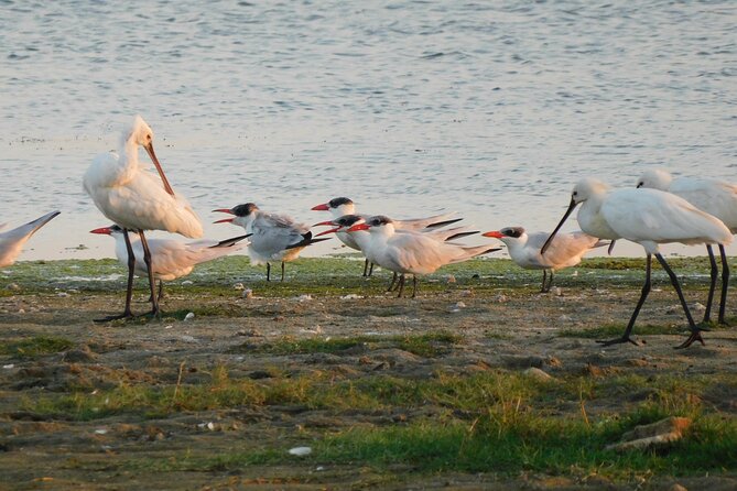 Bundala National Park Safari (PRIVATE TOURS)- Morning & Afternoon - Inside the park: what your 5 hours are really spent doing