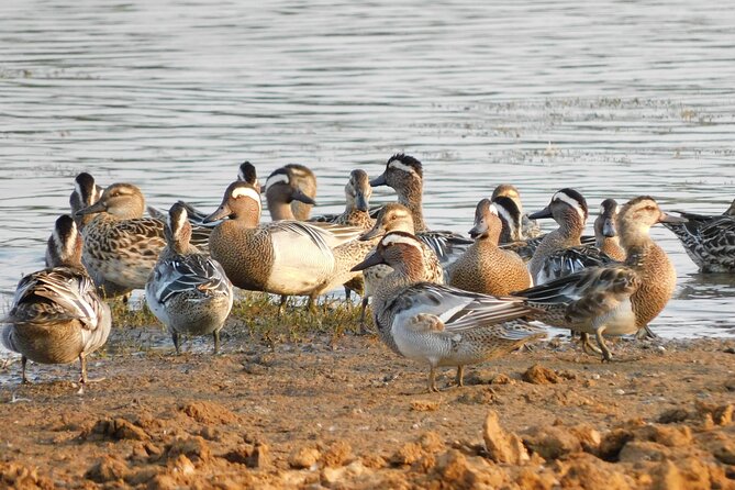 Bundala National Park Safari (PRIVATE TOURS)- Morning & Afternoon - Practical advice for a smoother safari day
