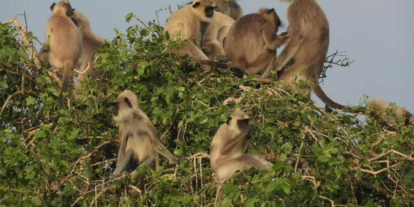 Bundala National Park Safari (PRIVATE TOURS) - Your 5-hour plan: how the day flows (pickup, safari drive, drop-off)
