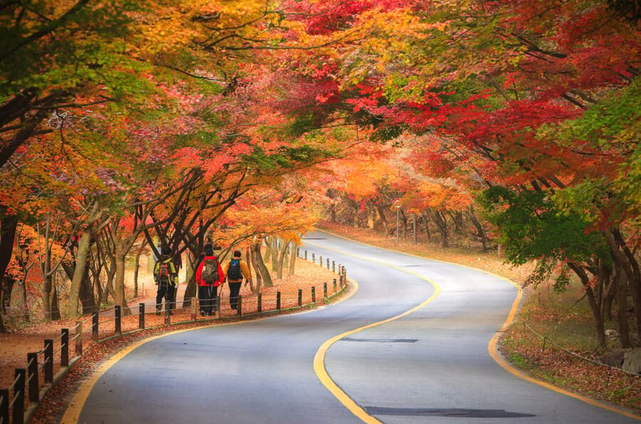 Busan: Naejangsan National Park Autumn Foliage One Day Tour - Why Naejangsan Is the Right Autumn Stop for a One-Day Trip