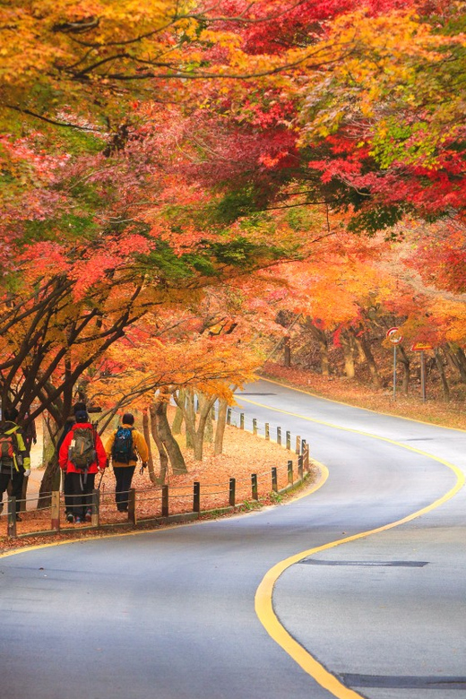 Busan: Naejangsan National Park Autumn Foliage One Day Tour - Arriving at the Park and Taking the Shuttle Bus In