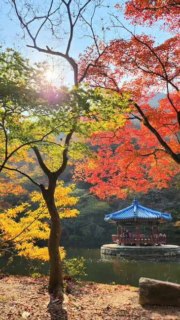 Busan: Naejangsan National Park Autumn Foliage One Day Tour - Free Time in the Temple Grounds: Pace Yourself and Photograph Smart