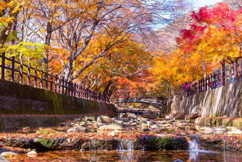 Busan: Naejangsan National Park Autumn Foliage One Day Tour - Value for $46: What You’re Really Paying For