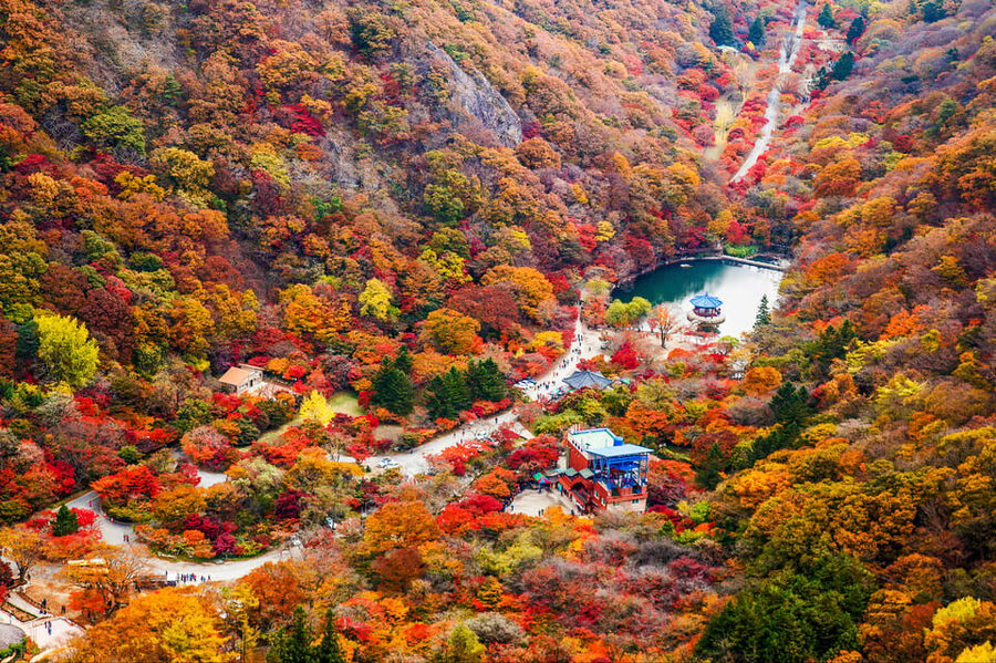 Busan: Naejangsan National Park Autumn Foliage One Day Tour - Morning Pickup From Busan: Time Matters for Fall Colors