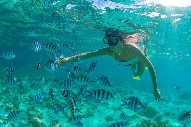 Cabo Pulmo National Park Snorkel Expedition from Cabo San Lucas - Cabo Pulmo Marine Preserve: The Value Behind the Ticket