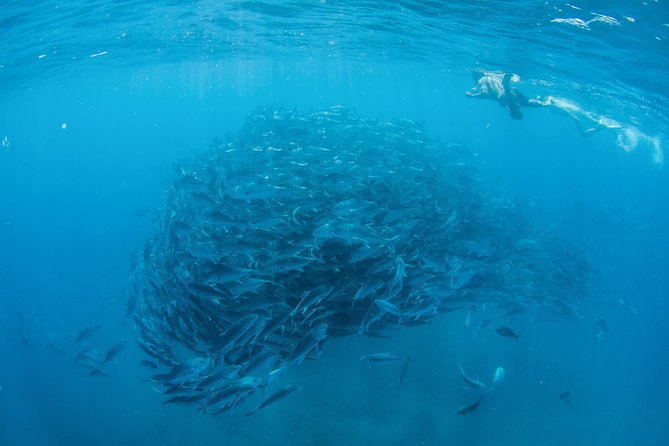 Cabo Pulmo National Park Snorkel Expedition from Cabo San Lucas - East Cape to the Reef: What Makes Each Stop Feel Different