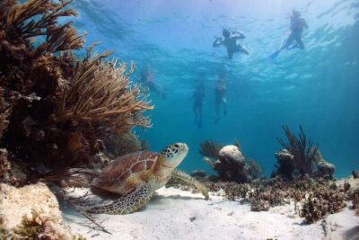 Cabo Pulmo National Park Snorkel Expedition from Cabo San Lucas - Three to Four Snorkel Stops on One Panga Boat