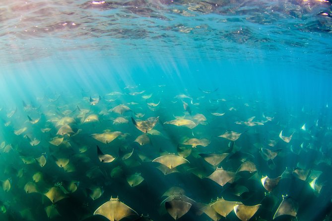 Cabo Pulmo National Park Snorkel Expedition from Cabo San Lucas - Safety, Life Vests, and the Whale-Season Question