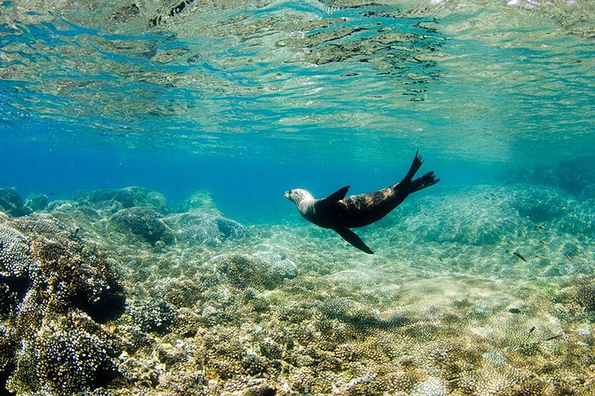 Cabo Pulmo National Park Snorkel Expedition from Cabo San Lucas - Price and Logistics: Is $279 a Fair Deal?