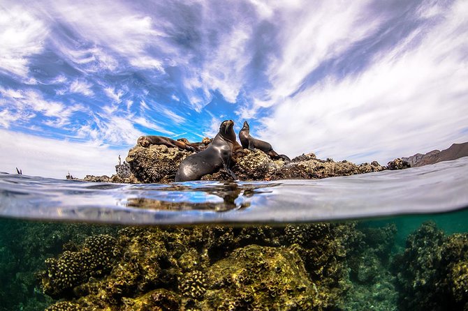 Cabo Pulmo National Park Snorkel Expedition from Cabo San Lucas - Who This Cabo Pulmo Snorkel Expedition Suits Best