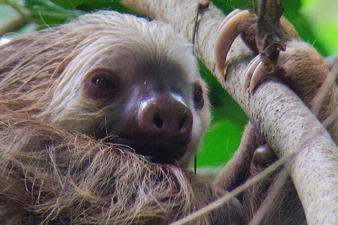 Cahuita National Park Hiking - Time Management: About 2 Hours, Then Your Beach Choice