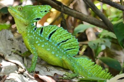 Cahuita National Park Hiking - What the Forest-to-Beach Walk Feels Like