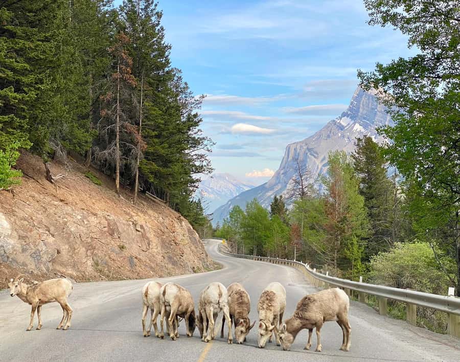 Calgary/Canmore: Banff National Park & Lake Louise Day Trip - Why this Banff day trip works from Calgary, Canmore, or Banff