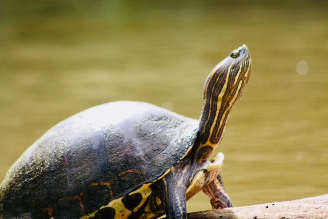 Canoe experience exploring Tortuguero National Park - Key highlights you’ll care about