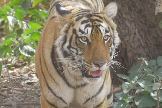 Canter Safari-Ranthambore National Park - Ranthambore’s “Royal Bengal Tiger” habitat: what makes it special
