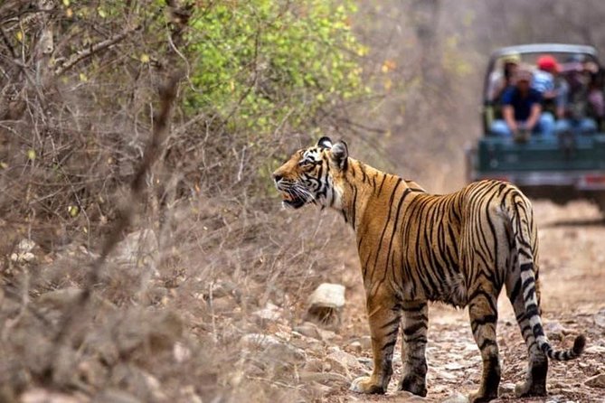 Canter Safari-Ranthambore National Park - Price and value: is $51 a good deal?