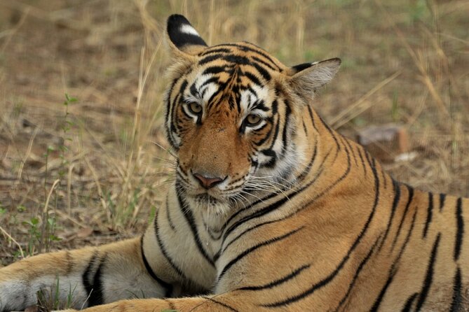Canter Safari-Ranthambore National Park - Before you book: smart checks to protect your day