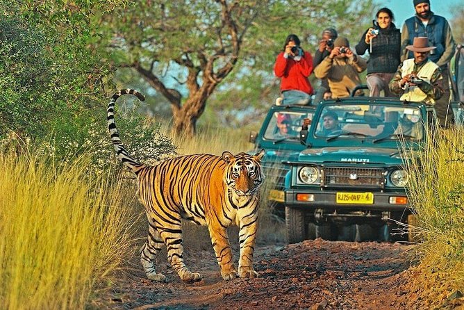 Canter Safari-Ranthambore National Park - Morning vs afternoon safaris: choose based on your patience level